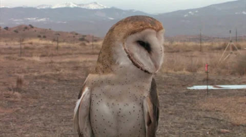Barn Owl being hand held at The Wildlife Center in Espanola, New Mexico Stock Footage 38278890