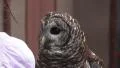 Barn Owl Being Presented To A Crowd Of People HD HD Footage