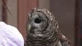 Barn Owl Being Presented To A Crowd Of People 4K 4k or 4k+ Resolution