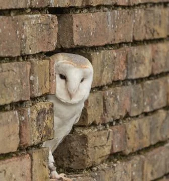 Barn Owl between brickwork Foto stock