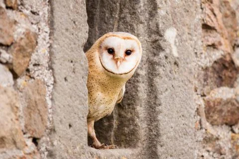 Barn owl bird Stock Photos