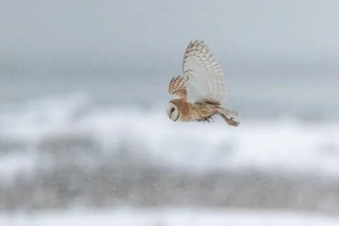 Barn owl bird Stock Photos