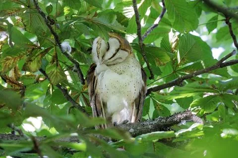 Barn owl bird Foto stock