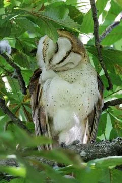 Barn owl bird Foto stock