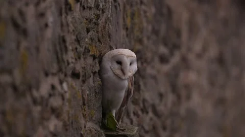 Barn owl, black darkest form in the stone wall habitat. Owl sitting on the stone Stock Footage 291642113