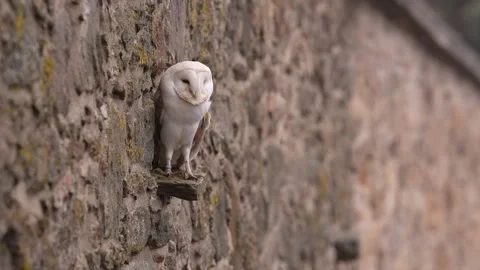Barn owl, black darkest form in the stone wall habitat. Owl sitting on the stone Stock Footage 291642676