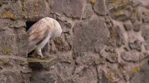 Barn owl, black darkest form in the stone wall habitat. Owl sitting on the stone Stock Footage 291644250