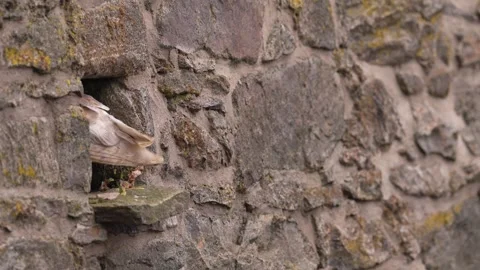 Barn owl, black darkest form in the stone wall habitat. Owl sitting on the stone Stock Footage 291646455