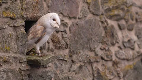 Barn owl, black darkest form in the stone wall habitat. Owl sitting on the stone Stock Footage 291646536