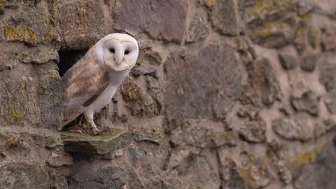 Barn owl, black darkest form in the stone wall habitat. Owl sitting on the stone Stock Footage 291648003