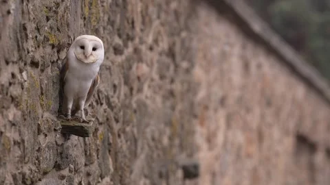Barn owl, black darkest form in the stone wall habitat. Owl sitting on the stone Stock Footage 291648046