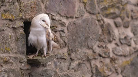Barn owl, black darkest form in the stone wall habitat. Owl sitting on the stone Stock Footage 291649068