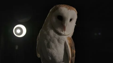 Barn owl blinks in dark studio setting slomo Stock Footage 170836533