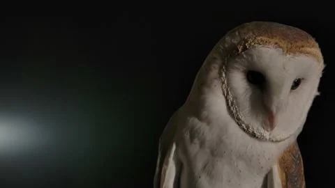 Barn owl blinks ruffles feathers and shakes head funny and cute Stock Footage 170836539