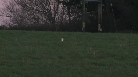 Barn Owl catching field vole. Stock Footage 146134611