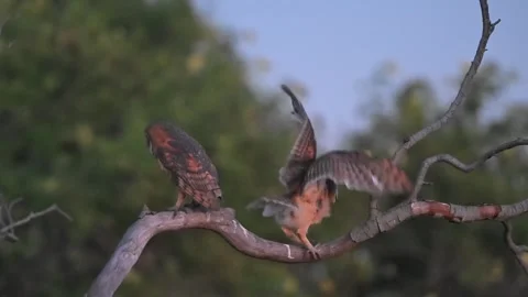 Barn owl chicks exploring the world 스톡 동영상 312856632