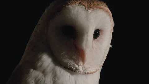 Barn owl close up dramatic look at camera on black background Video stock 170970206