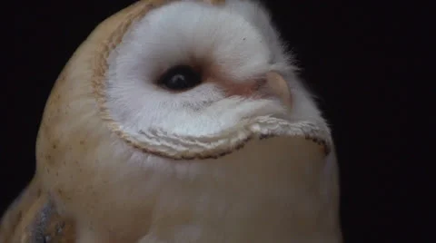 Barn Owl Close Up Stock-Footage 22678720