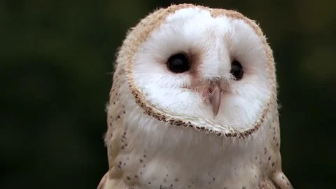 Barn Owl- Close up Stock Footage 83084028