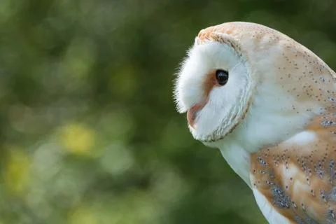 Barn owl close up Stock Photos
