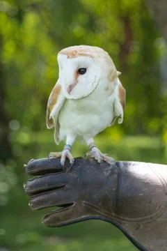 Barn owl close up Stock Photos