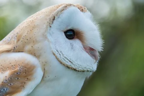 Barn owl close up Stock Photos