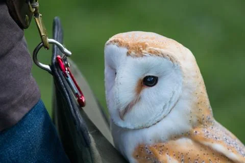 Barn owl close up Stock Photos