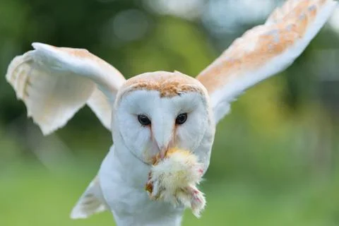 Barn owl close up Stock Photos