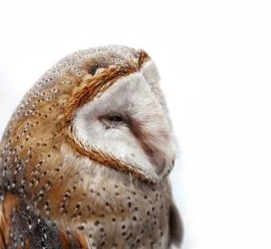 Barn owl close up Stock Photos