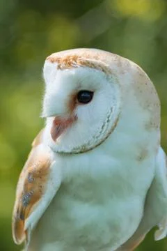 Barn owl close up Stock Photos