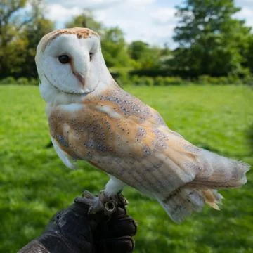 Barn owl close up Stock Photos