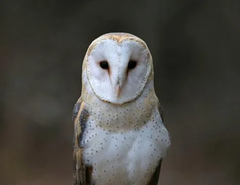 Barn Owl Close-Up Stock Photos