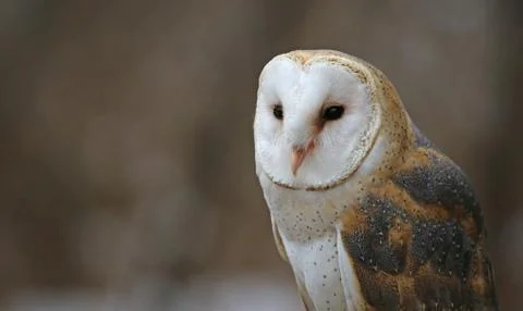 Barn Owl Up-Close Stock Photos