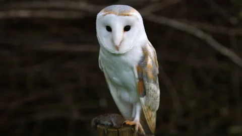 Barn Owl close up on post Stock Footage 243013469