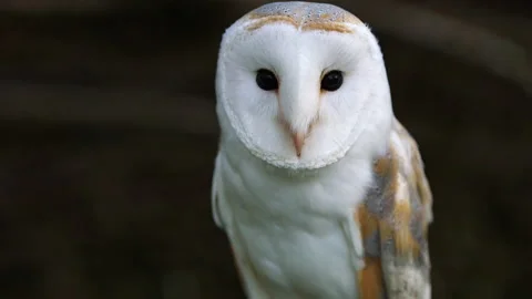Barn Owl close up on post Stock Footage 243013515