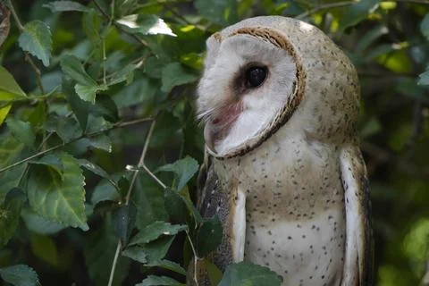 Barn owl  close up shoot among the leaves (Tyto alba) Stock Photos