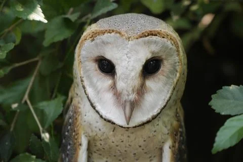 Barn owl  close up shoot among the leaves (Tyto alba) Stock Photos
