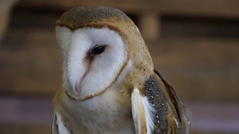 Barn owl in close up view Stock Footage 80578569