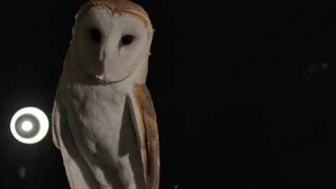 Barn owl in dark studio setting smooth slide move Video stock 170836552