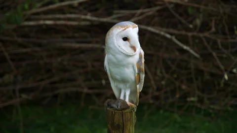 Barn Owl with dead prey Stock Footage 243013865