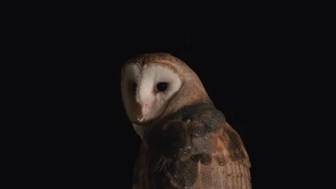 Barn owl dramatically looking over its shoulder Stock Footage 170970180