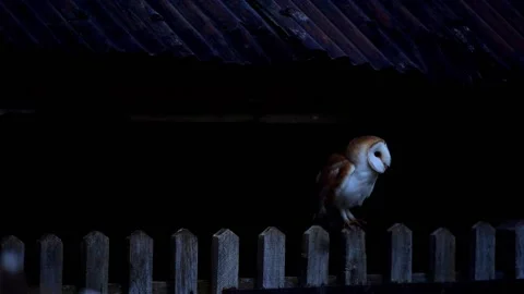 Barn owl at dusk on gate Video stock 157754994