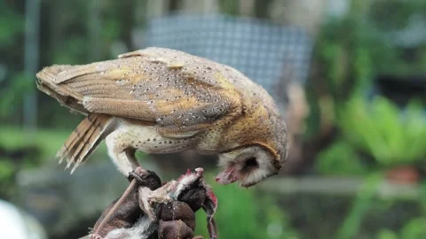 Barn Owl eating hunted mouse in the forrest blurred green background Stock Footage 157701729