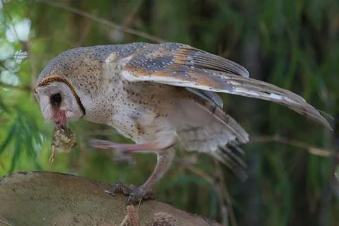 Barn Owl eating while standing on log at dawn (Tyto alba) Stock Photos