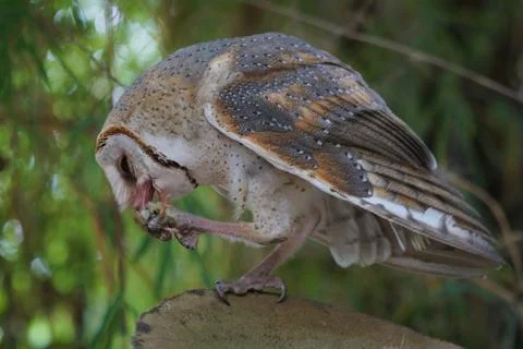 Barn Owl eating while standing on log at dawn (Tyto alba) Stock Photos
