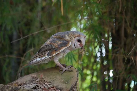 Barn Owl eating while standing on log at dawn (Tyto alba) Stock Photos