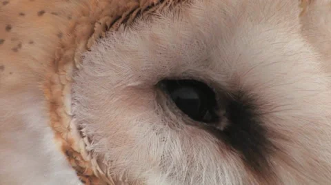 Barn Owl eye 스톡 동영상 38278707
