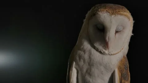 Barn owl eyes blinking with light source in background Video stock 170836538