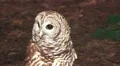 Barn Owl Face Close Up HD HD Footage