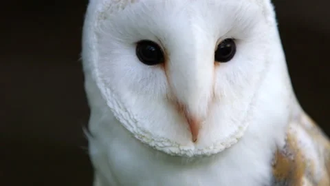 Barn Owl face close up, looking around Stock Footage 243013683